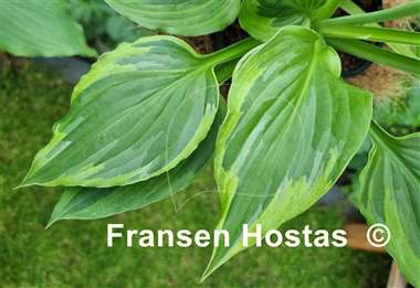 Hosta Christmas Eve